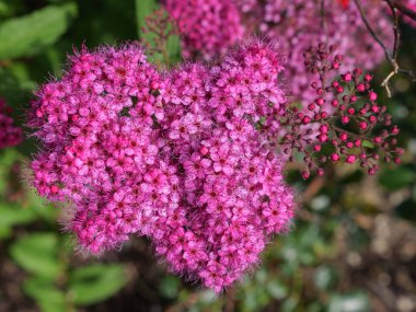 Minik Pembe Çiçekler Etrafı yemyeşil yapraklarla çevrili