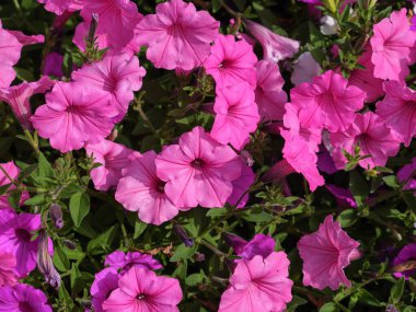 Narin Pembe Petunya Çiçeklerinin Yakın Çekimi.