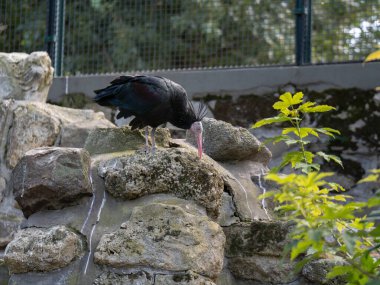 Solitary Bald Ibis Stands on a Rock in its Natural Habitat. clipart