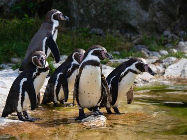 Penguen grubu bir göletin yanındaki bir kayanın üzerinde dururlar..