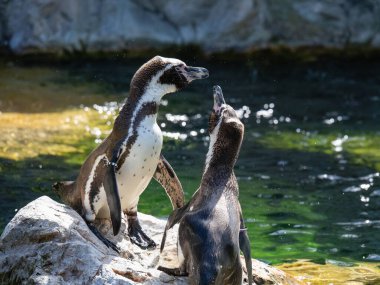 İki Penguen Bir Gölün Yanındaki Kayanın Üzerinde Birlikte Duruyor.