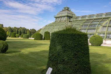 Glass and Green, Schnbrunn Sarayı 'ndaki Palm House - Viyana, Avusturya