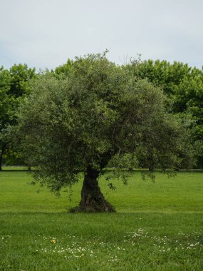 Yeşil bir çayırda Gnarled Bagajlı Yalnız Eski Zeytin Ağacı.
