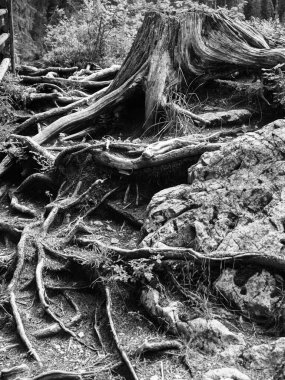 Yıpranmış Ağaç Damlası ve Kökleri.