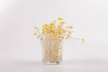 beyaz zemin üzerine Mung fasulye filizi