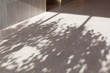 Koridordaki ağacın gölgesi..