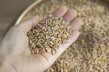 Organik emmer tarro buğday tanesi