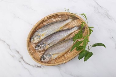 Beyaz arka planda Croaker Fish