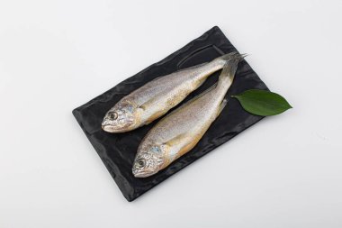 Beyaz arka planda Croaker Fish