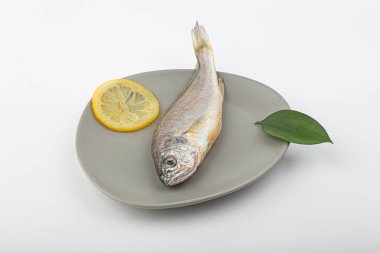 Beyaz arka planda Croaker Fish