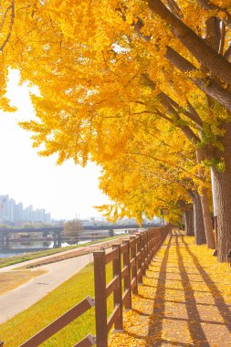 Asan Gingko Ağaç Yolu 'nda sonbahar