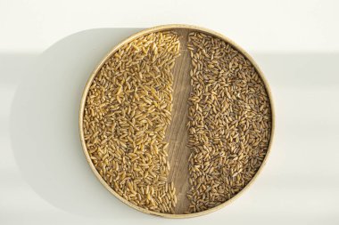 emmer (farro), kamut kabuklu buğday taneleri