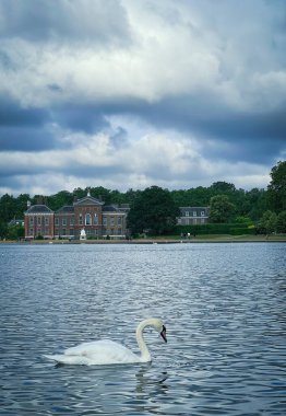 White swan at Kensinton Garden, with Kensington Palace in the background. Kensington Gardens, London, England, United Kingdom, Europe clipart