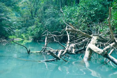 Etrafı uzun ağaçlar ve yemyeşil bitkilerle çevrili sakin bir nehir.