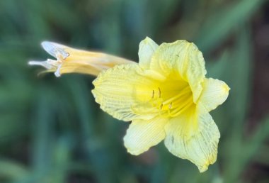 bulanık yeşil zemin üzerine sarı çiçek