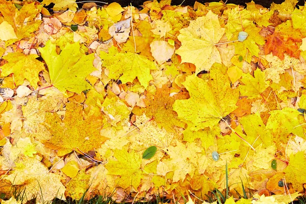 Abstracte Achtergrond Van Gevallen Gele Esdoorn Berkenbladeren — Stockfoto