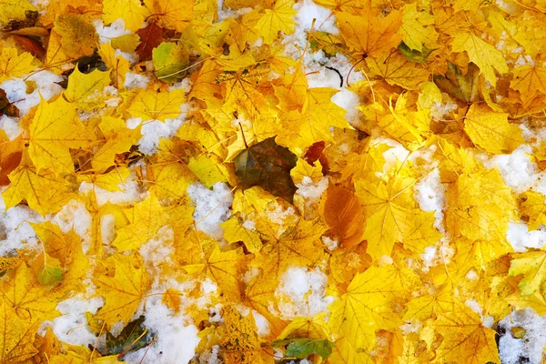 Düşen Sarı Akçaağaç Huş Yaprakları Ilk Karla Karışır Soyut Arkaplan — Stok fotoğraf