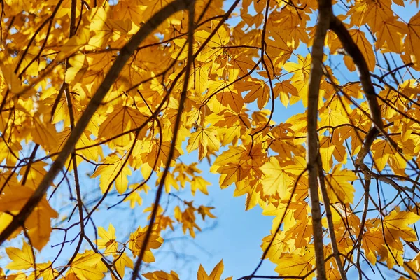 날에는 가을에 나뭇잎 배경을 이루고 있습니다 선택적 — 스톡 사진