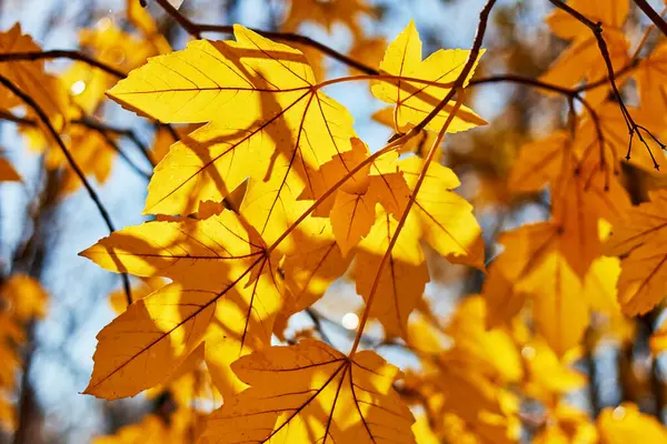 Güneşli Bir Günde Arka Planda Bulanık Sonbahar Yaprakları Seçici Odak — Stok fotoğraf