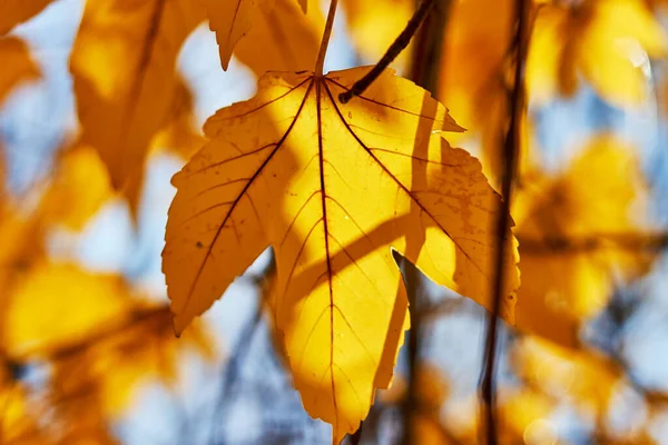 Herbstgelbe Blätter Sonnigen Tagen Mit Verschwommenem Hintergrund Selektiver Fokus — Stockfoto
