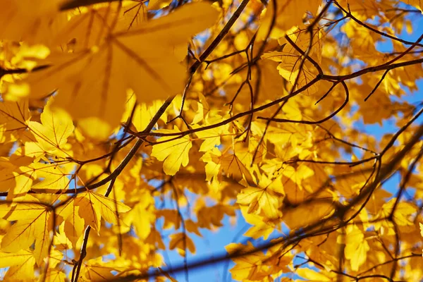 Güneşli Bir Günde Arka Planda Bulanık Sonbahar Yaprakları Seçici Odak — Stok fotoğraf