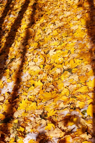 Gevallen Gele Esdoorn Berkenbladeren Gemengd Met Eerste Sneeuw Abstracte Achtergrond — Stockfoto