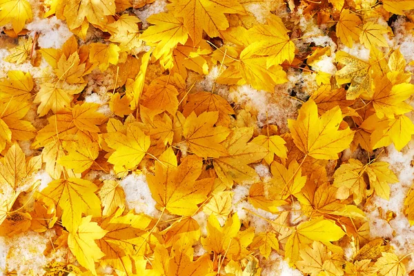Düşen Sarı Akçaağaç Huş Yapraklarının Soyut Arkaplanı — Stok fotoğraf