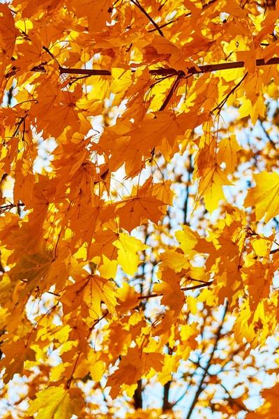 날에는 가을에 나뭇잎 배경을 이루고 있습니다 선택적 — 스톡 사진