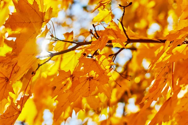 Herbstgelbe Blätter Sonnigen Tagen Mit Verschwommenem Hintergrund Selektiver Fokus — Stockfoto