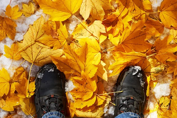 Sarı Akçaağaç Yapraklarının Üzerinde Duran Bir Adamın Ayakkabısının Üst Görüntüsü — Stok fotoğraf