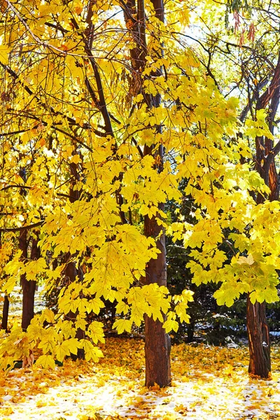 나뭇잎이 단풍나무 낙엽이 떨어지는 — 스톡 사진