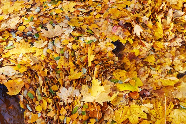 Gevallen Gele Herfstbladeren Drijvend Smeltwater — Stockfoto