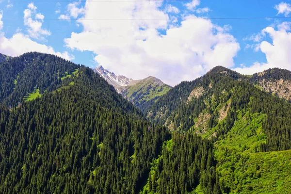 Köknar ağaçlarıyla kaplı dağların manzarası ve bulutlarla dolu gökyüzü. Kazakistan 'daki Alatau dağları
