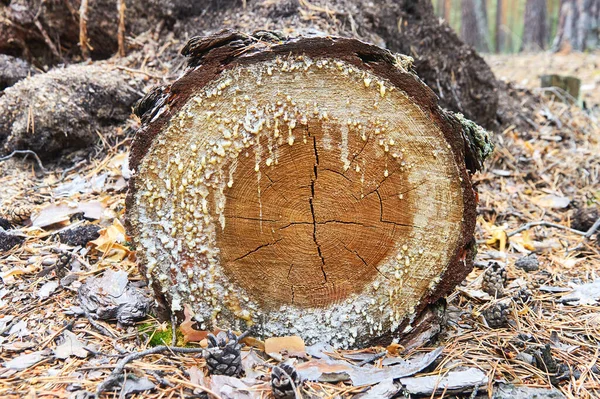 smudges and drips of resin on the cross section of the tree trunk