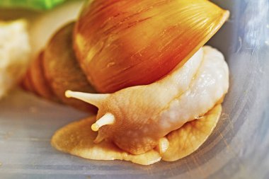 Plastik bir kapta evcil hayvan olarak tutulan büyük kara salyangozları. Dev Afrika kara salyangozu istilacı türlerden biridir.