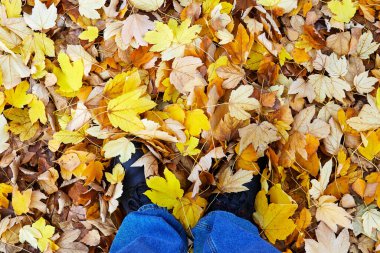 Sarı akçaağaç yapraklarının üzerinde duran bir adamın ayakkabısının üst görüntüsü.