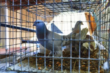 homing pigeons in a cage. selective focus photo clipart