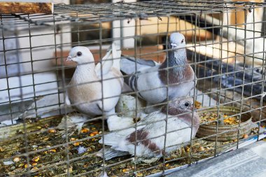 homing pigeons in a cage. selective focus photo clipart
