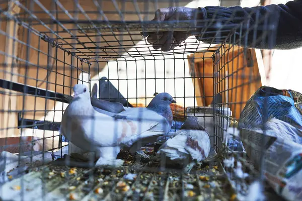 Bir kafeste posta güvercinleri. seçici odak fotoğrafı