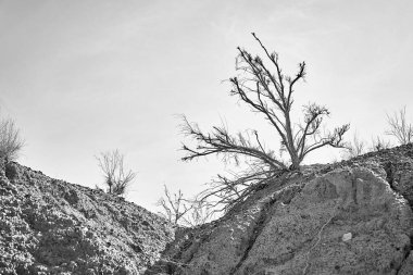 Kazakistan 'daki Altyn Emel Ulusal Parkı' nda kurumuş bir dere yatağının yanındaki Haloxylon ağacı manzarası. Tek renkli fotoğraf.