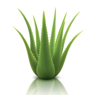 Aloe gerçekçi bitki. Şablon ambalaj etiketi cilt bakım ürünleri tasarımı. Yeşil aloe vera, ilaç fabrikası, doğal kozmetoloji bileşeni, 3 boyutlu vektör çizimi, beyaz arka planda izole edilmiş.