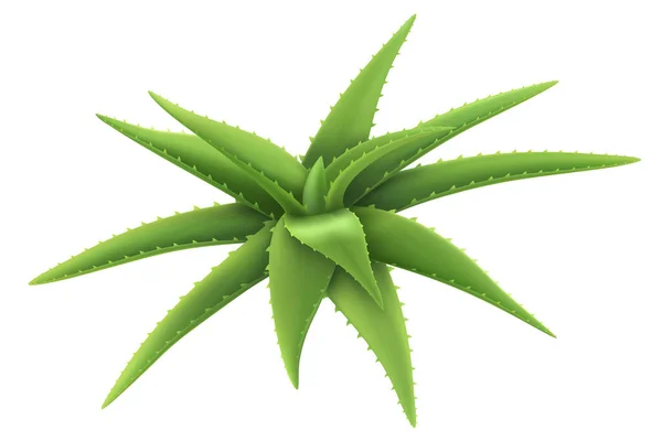 Aloe Planta Realista Plantilla Embalaje Etiqueta Cuidado Piel Productos Diseño —  Fotos de Stock