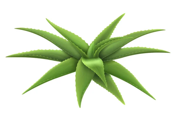 アロエ現実的な植物 テンプレート包装ラベルスキンケア製品のデザイン 緑のアロエベラ 医学植物 自然化粧品成分 3Dベクトルイラスト 白い背景に隔離された — ストック写真