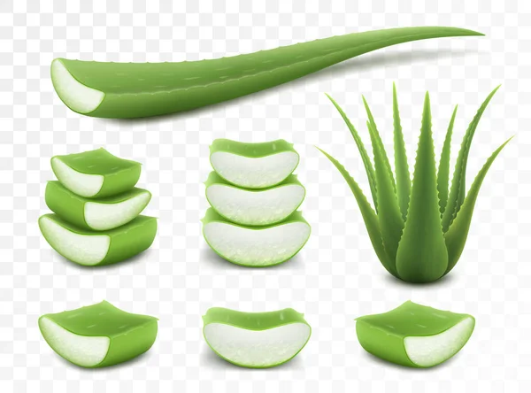 Soubor Aloe Vera Realistická Zelená Rostlina Listy Řezané Kusy Izolované — Stock fotografie