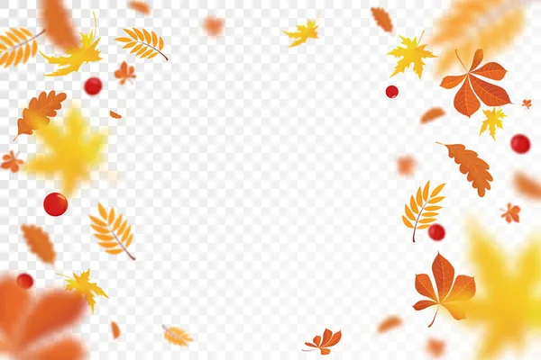 Vallende Kleurrijke Herfst Esdoorn Eiken Bladeren Viburnum Eikels Met Onscherpe — Stockfoto