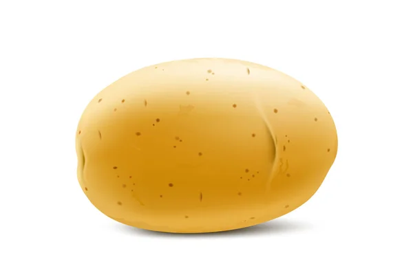全体の黄色のジャガイモを生 白い背景に隔離されたウェブデザインのための若いジャガイモのモックアップ 野菜新鮮な天然物 健康的なライフスタイル 食事のコンセプト 3Dリアルなベクターイラスト — ストック写真