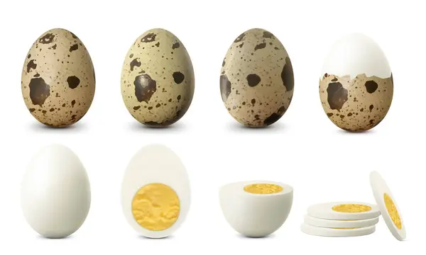 煮沸的鹌鹑蛋在白色背景上被分离出来 采购产品纹理整体 开裂破碎 半剥皮 剥皮煮蛋 硬煮蛋与蛋黄 切半蛋 前视图 现实的3D矢量说明 — 图库照片