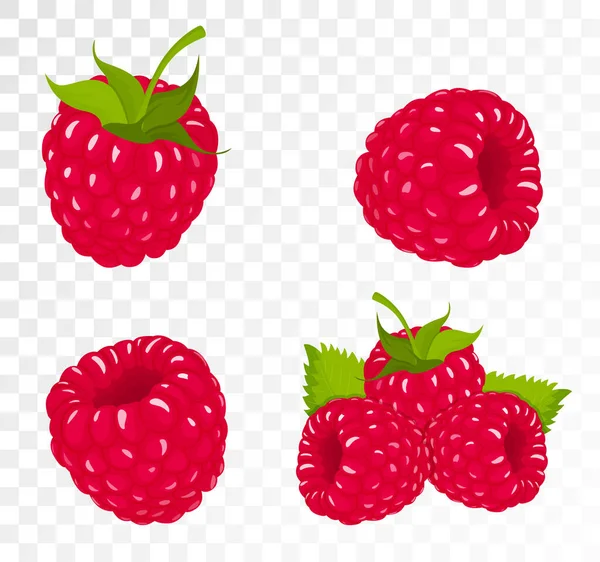 Collection Ripe Raspberries Isolated Transparent Background Natural Summer Fruit Flat — Stock Vector