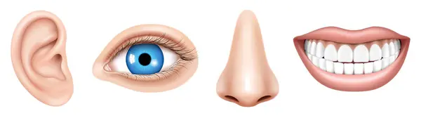 Realistic Human Face Parts Sensory Organs Set Body Parts Eye — Stock Vector