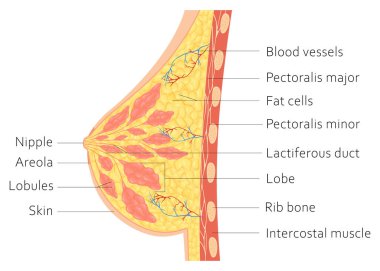 Mammary gland. Vector illustration showing cross section of female breast with the names of the constituent parts isolated on white background.